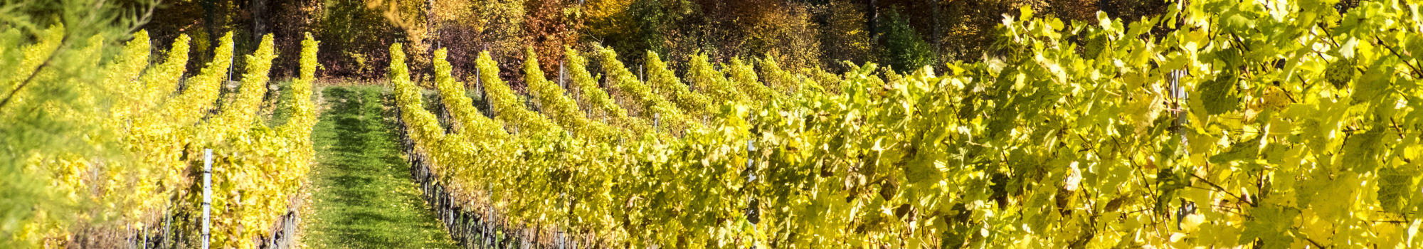 Herbst