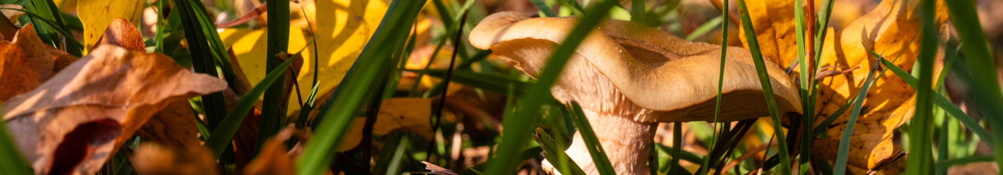 Pilz